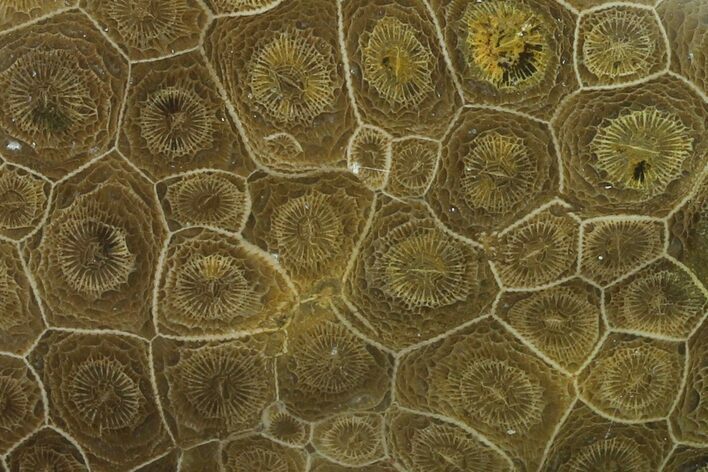 Polished Fossil Coral (Actinocyathus) - Morocco #136295